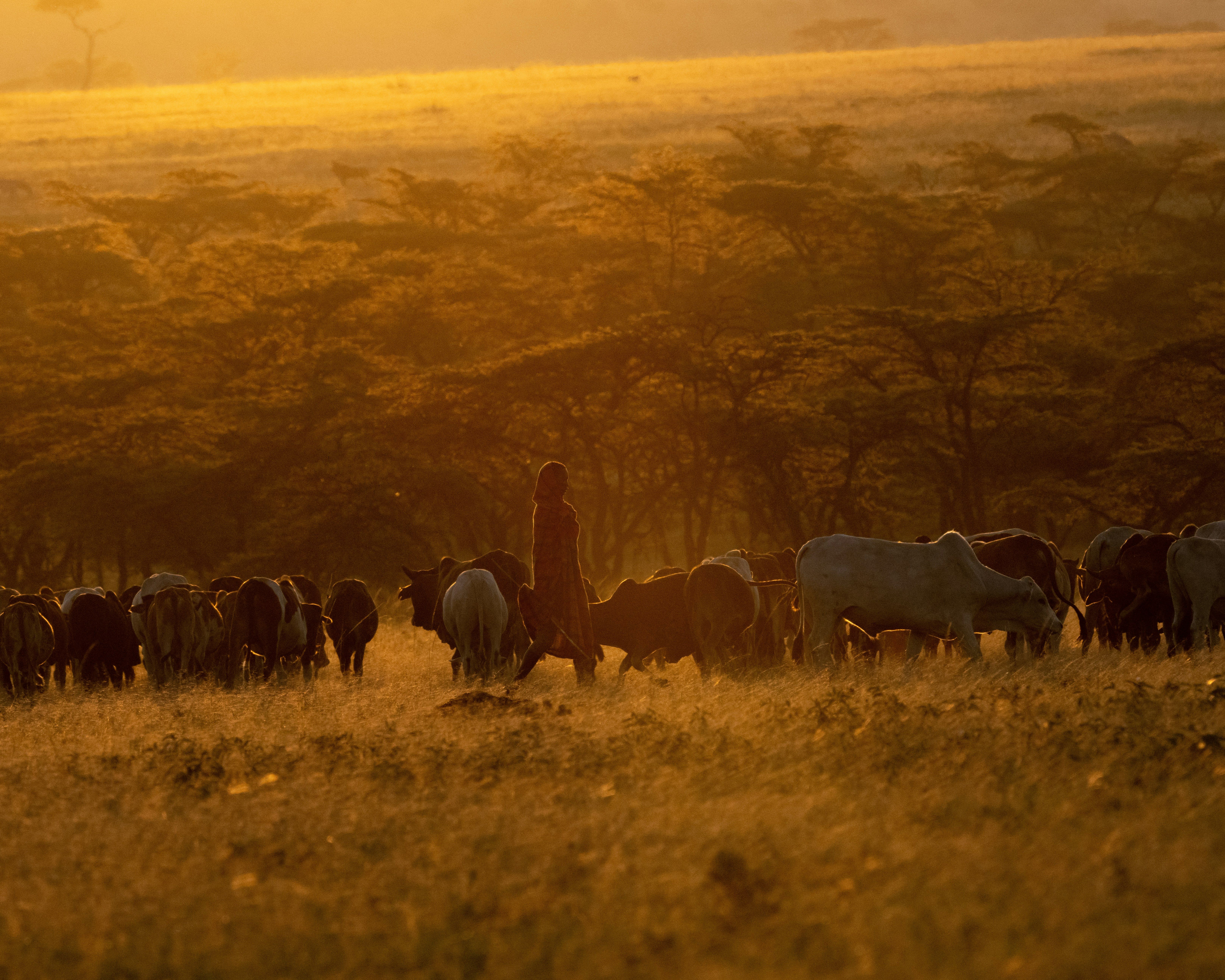 From Drought to Floods: How climate shocks are forcing Kenyans to move