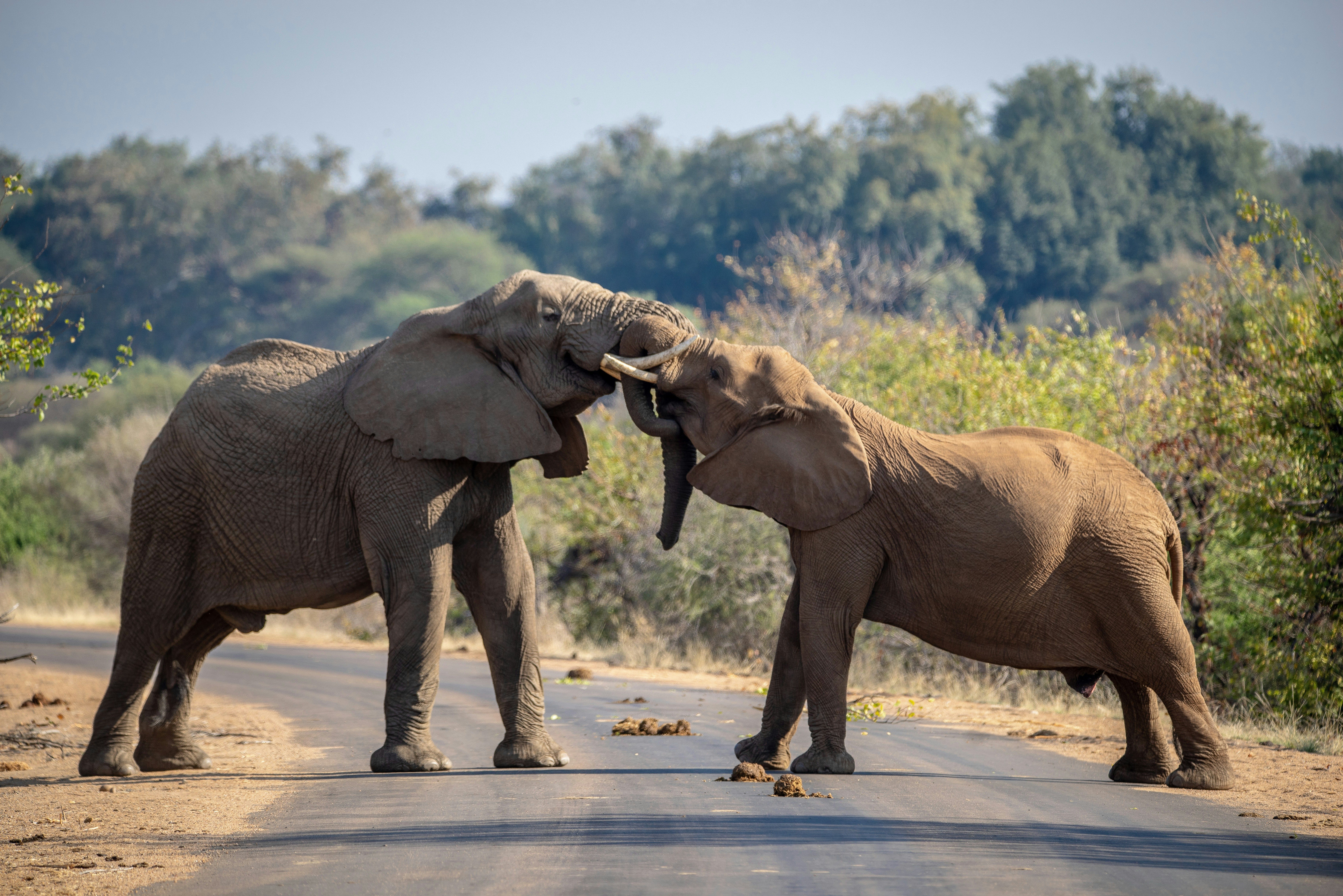 When drought pushes elephants to the doorstep: Kenya’s human-wildlife conflict crisis