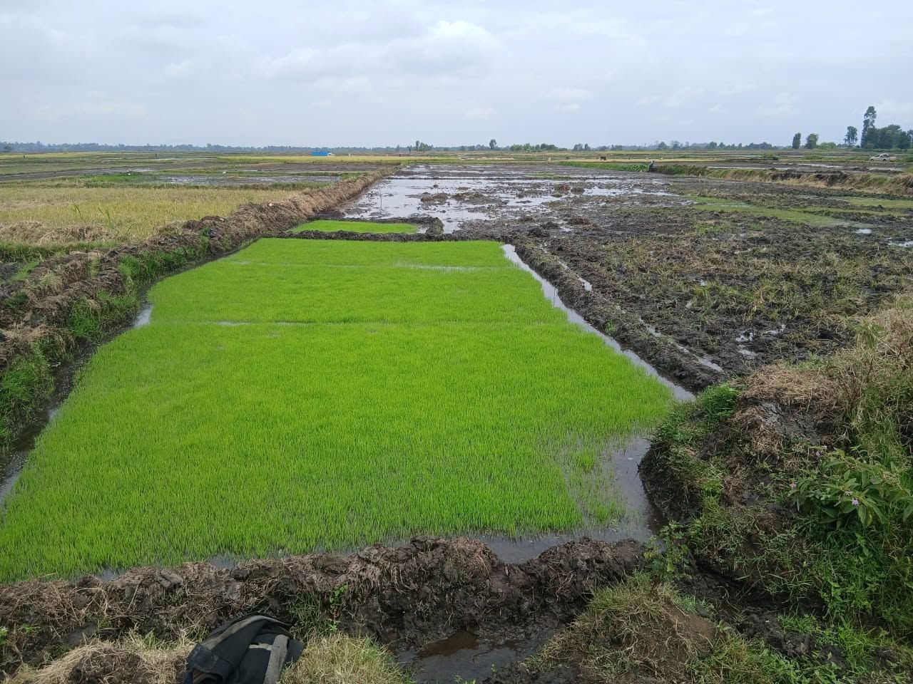 Mwea rice farmers pile pressure over delayed Sh210m payment