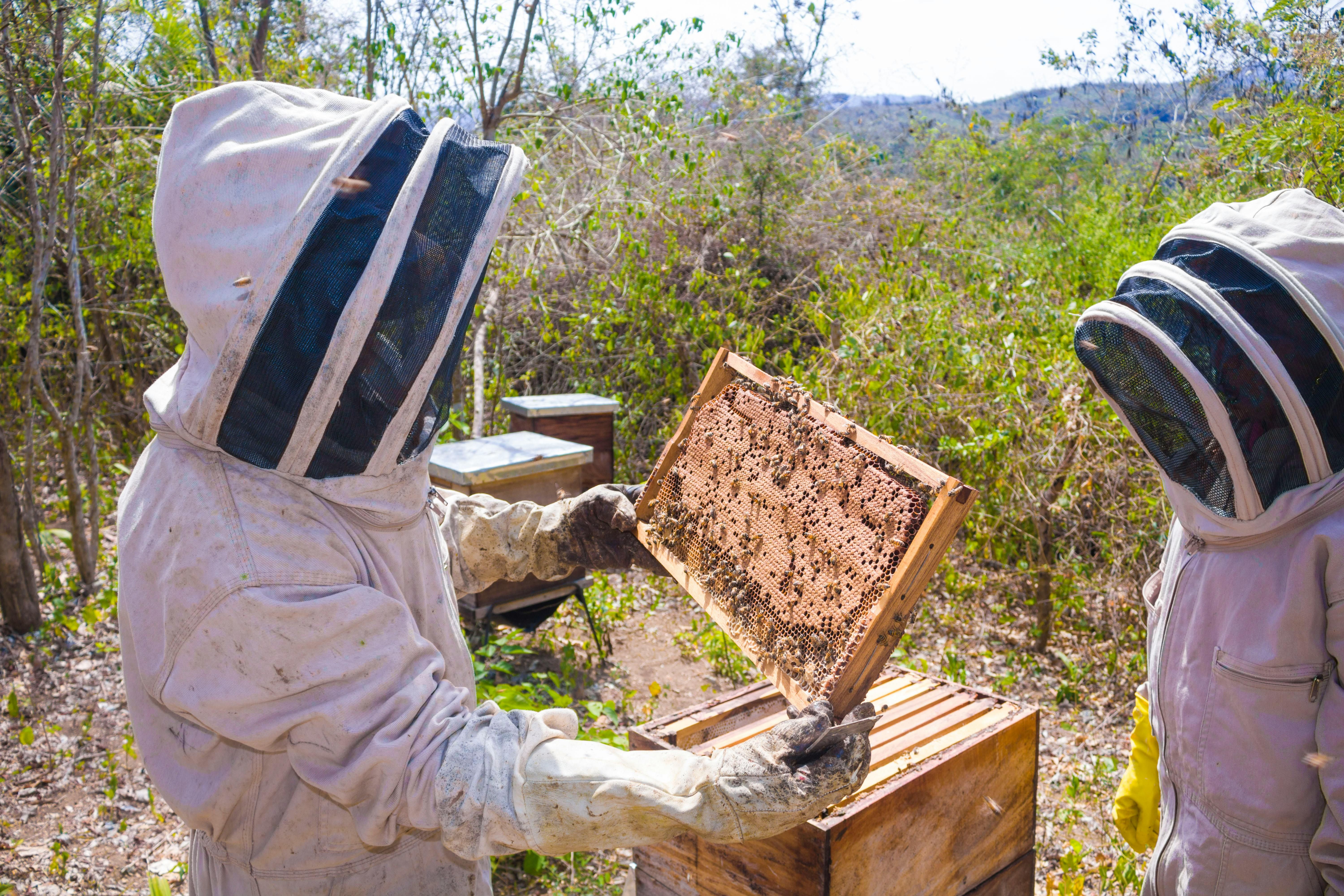 Dry season beekeeping success in Kenya: Better forage, fewer losses